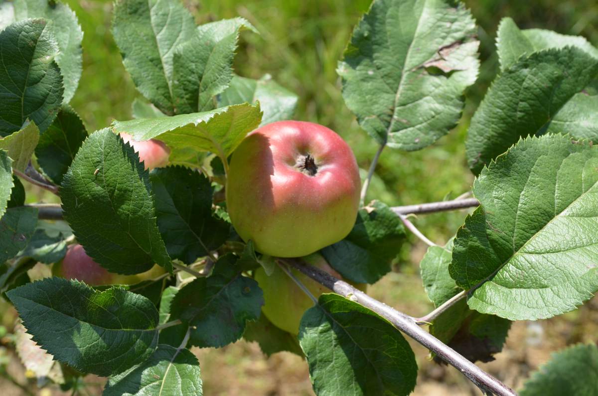 Apfel: Hessische Tiefenblüte