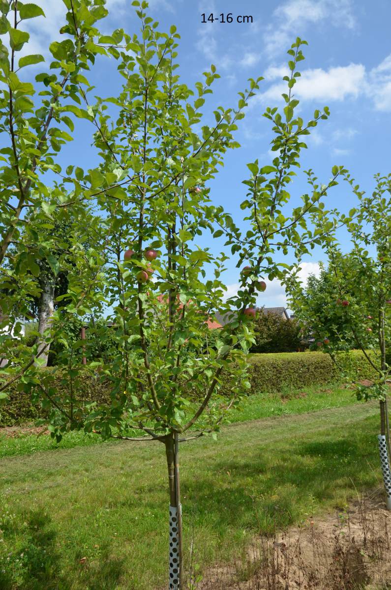 Apfel: Hessische Tiefenblüte