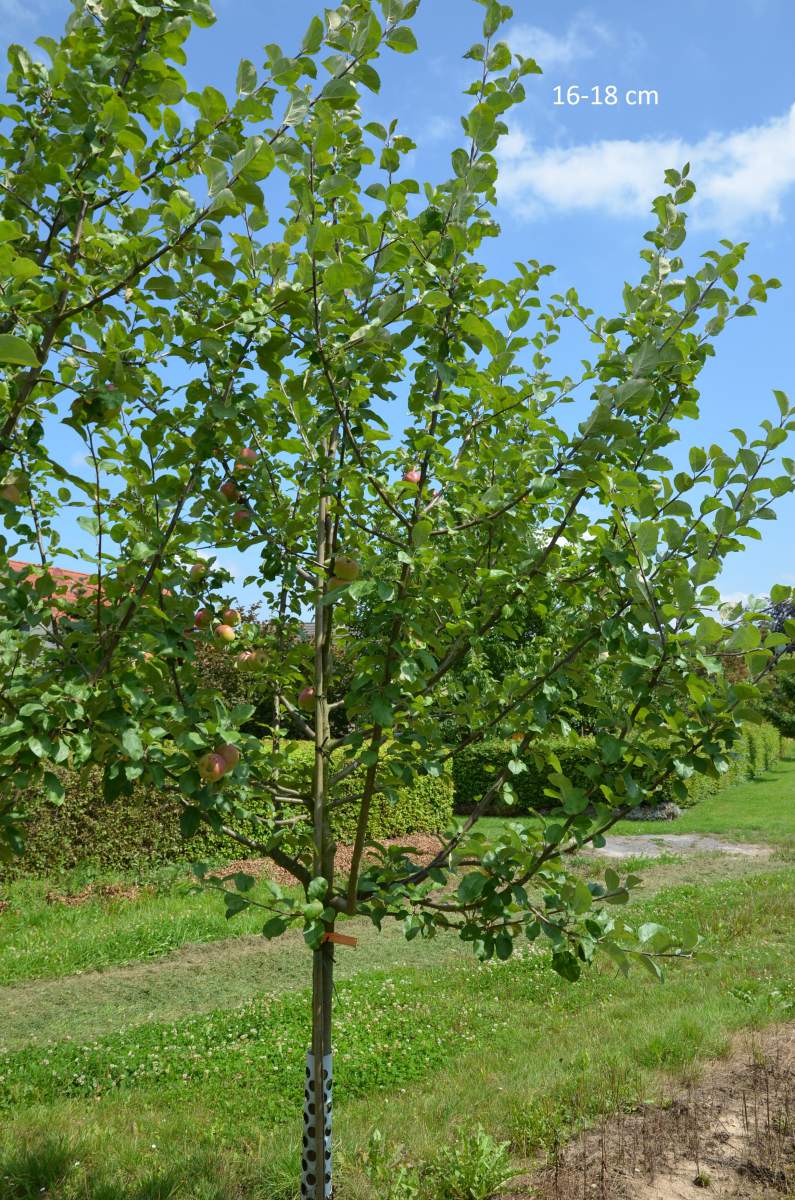 Apfel: Hessische Tiefenblüte