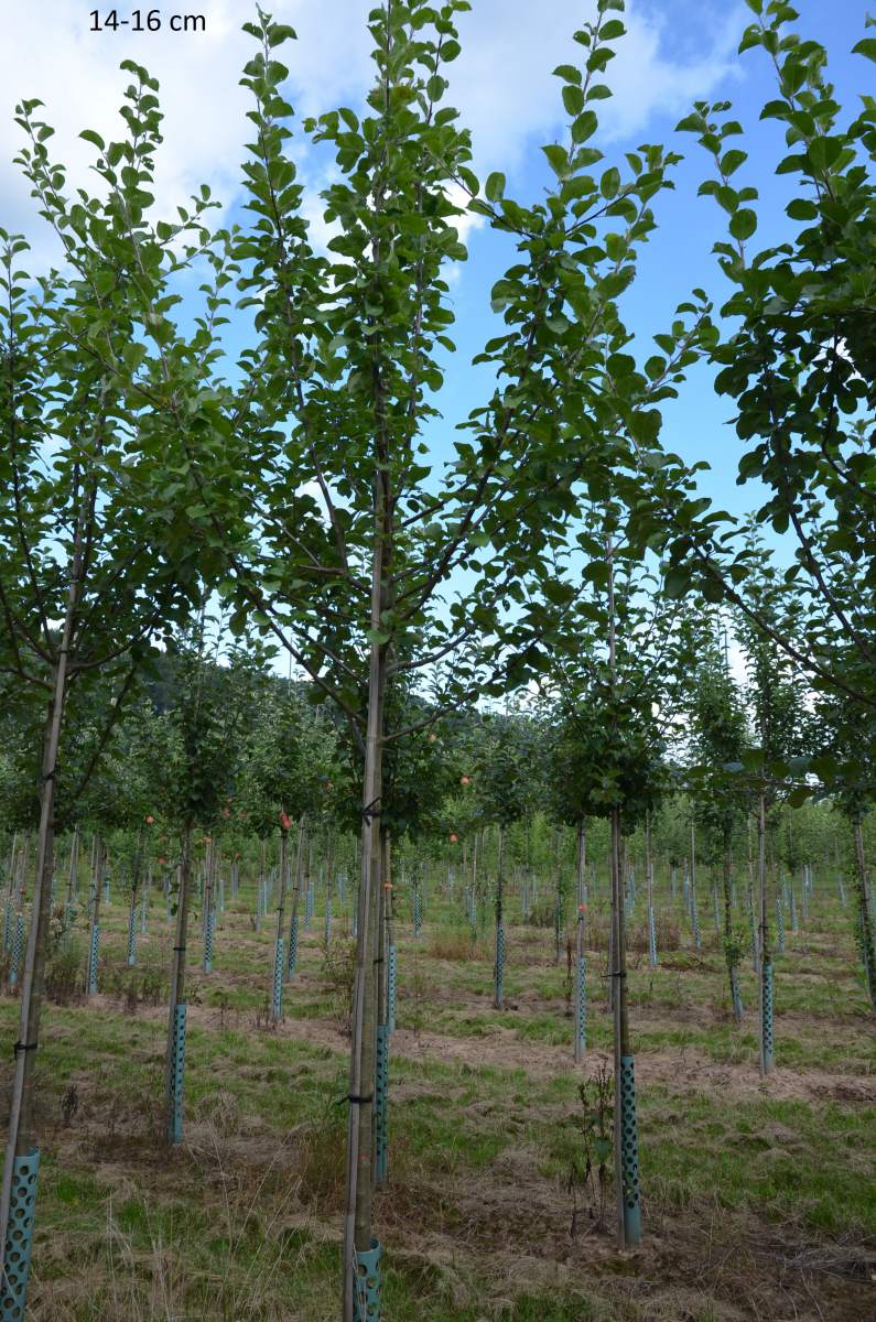 Apfel: Hessische Tiefenblüte