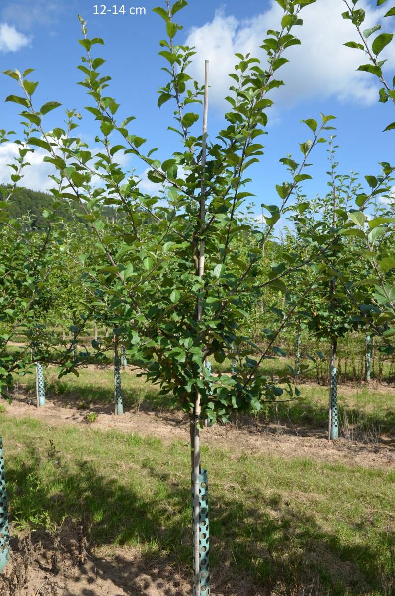 Apfel: Hessische Tiefenblüte