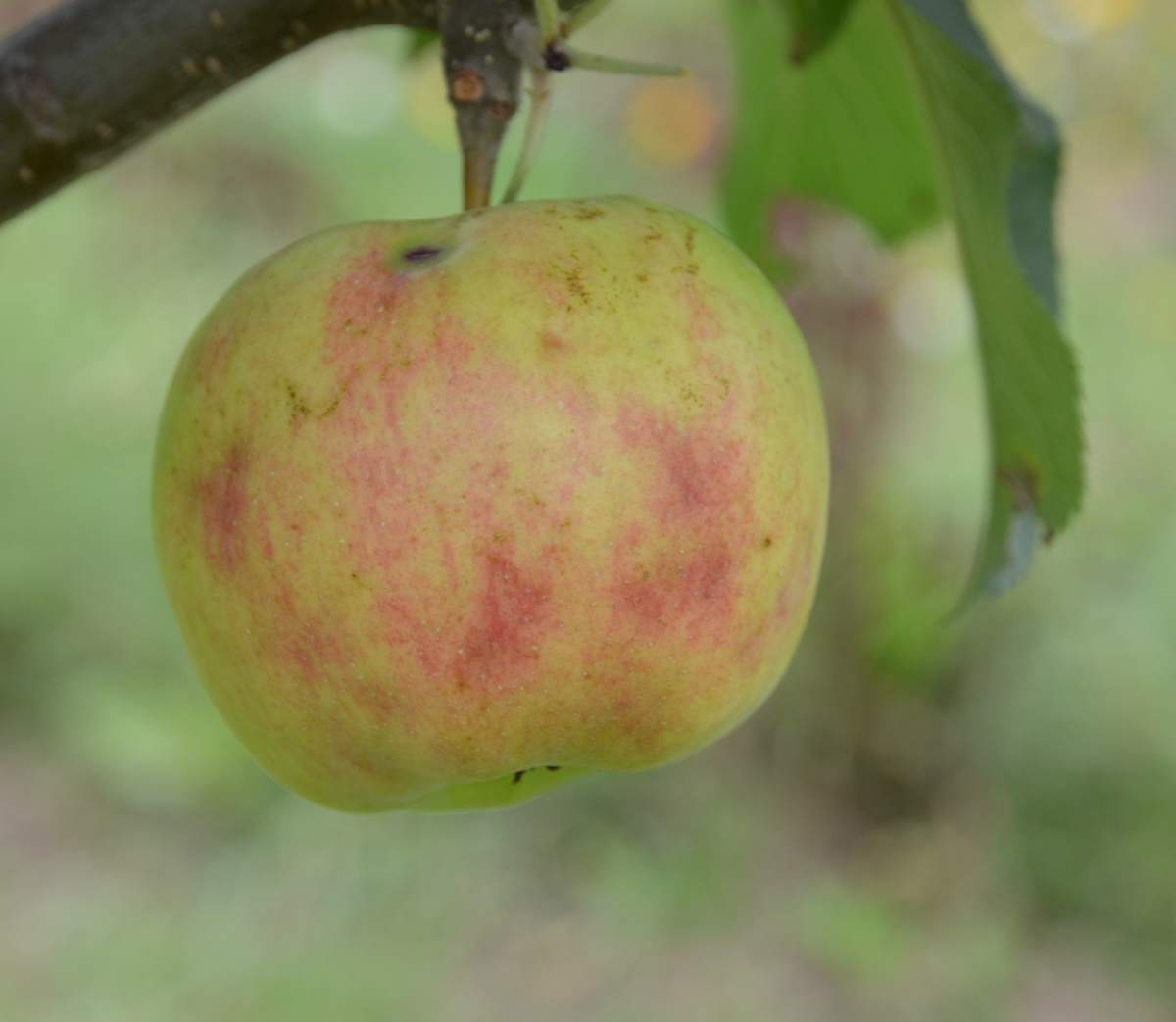 Apfel: Karneval