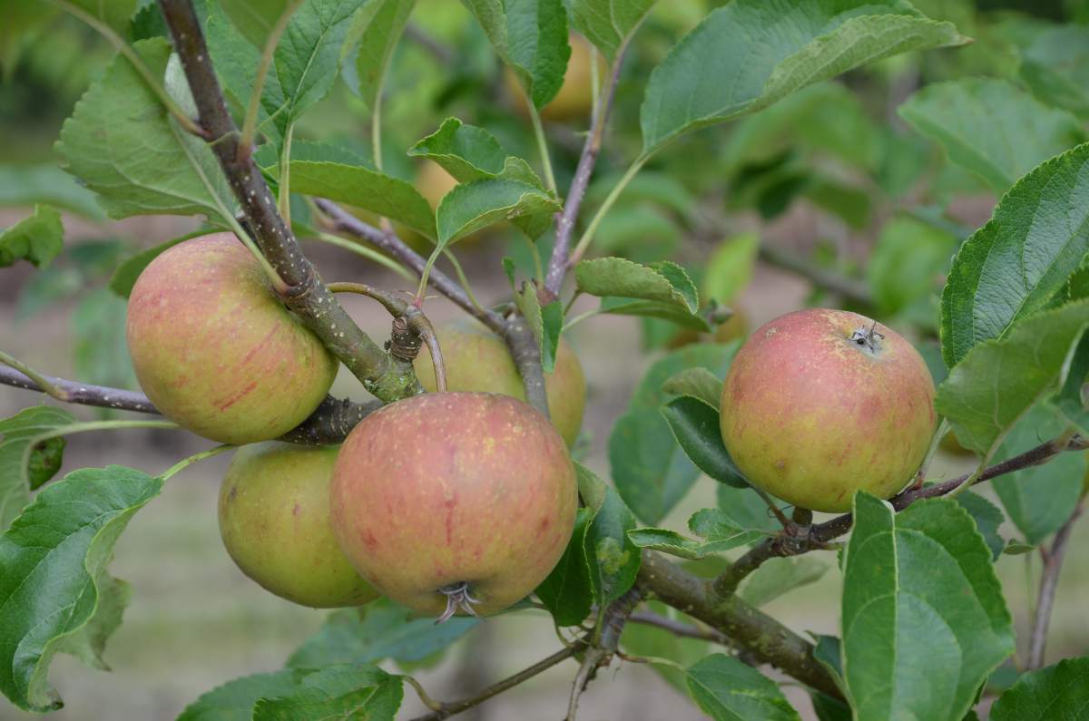 Apfel: Rubinette