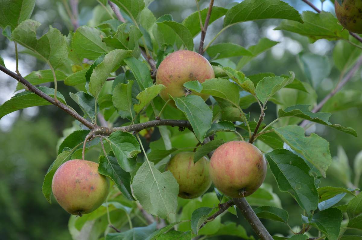 Apfel: Rubinette