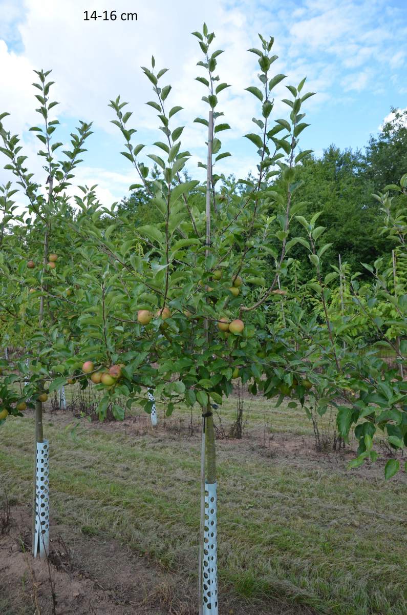 Apfel: Rubinette