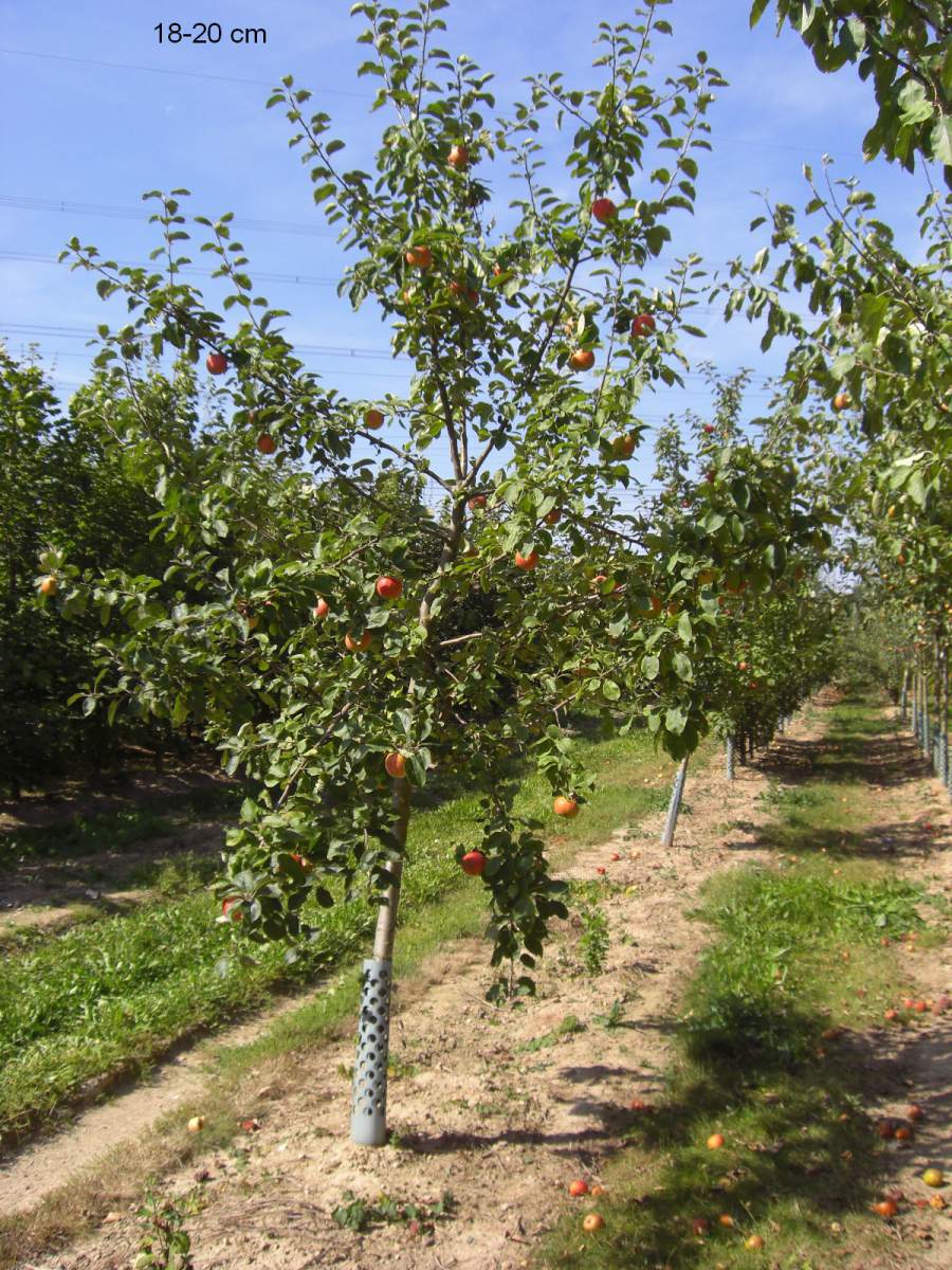 Apfel: Geheimrat Dr. Oldenburg