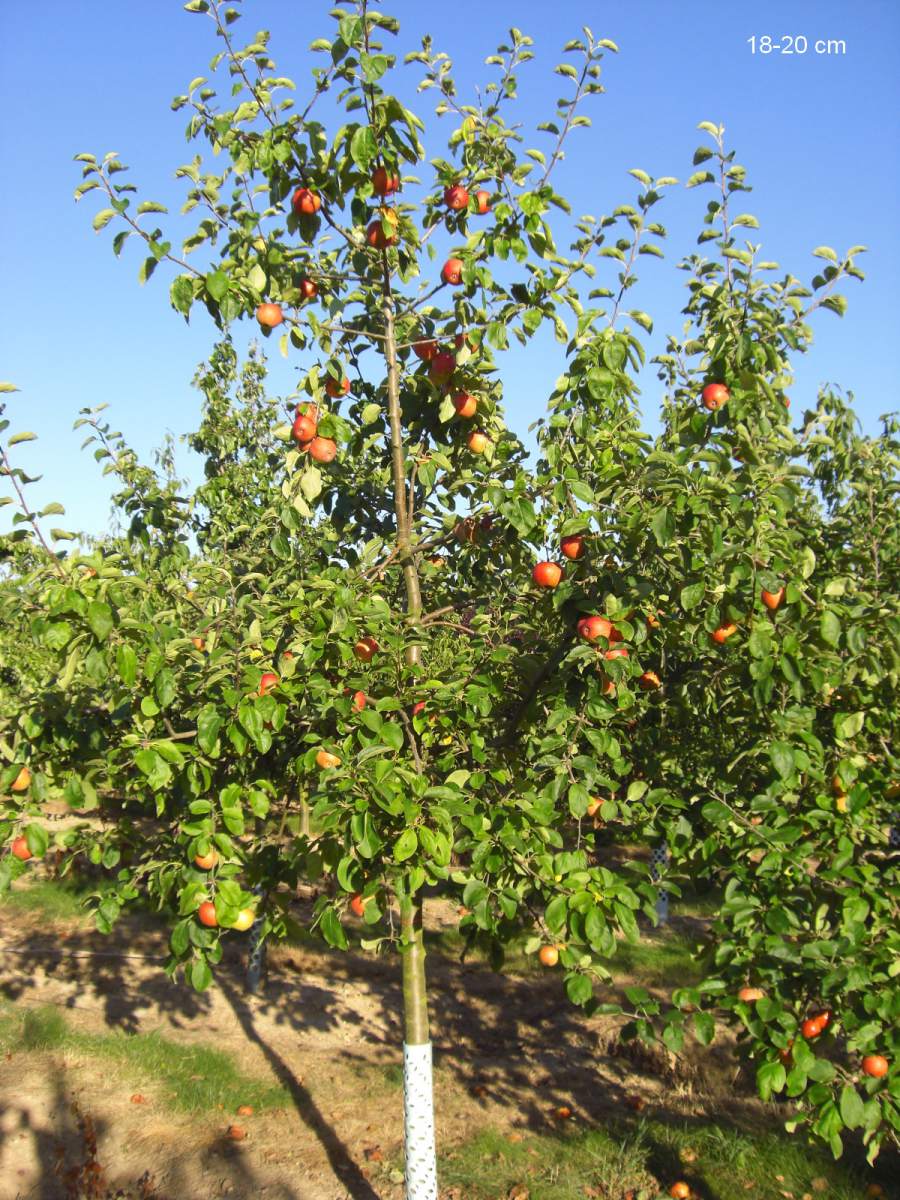 Apfel: Geheimrat Dr. Oldenburg