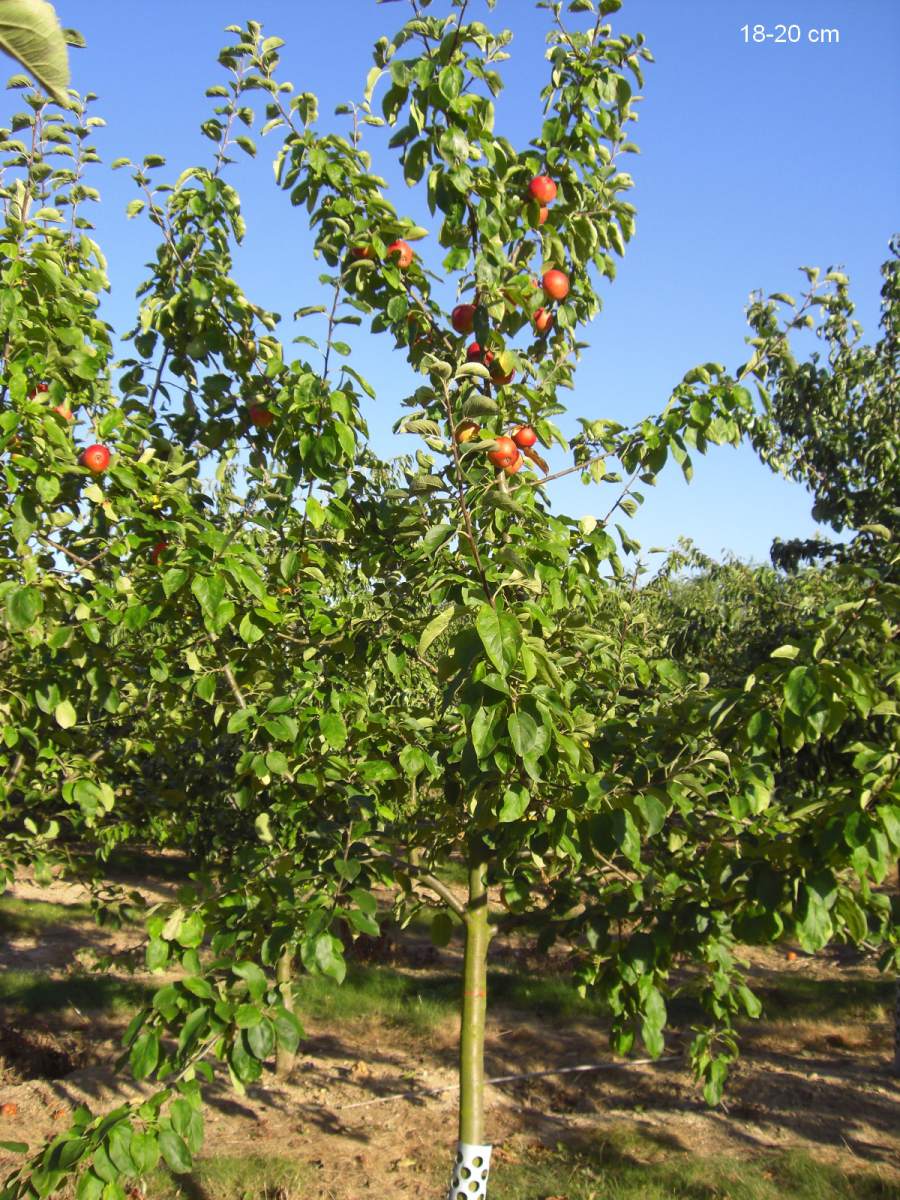 Apfel: Geheimrat Dr. Oldenburg