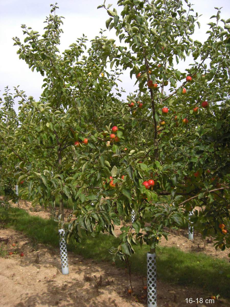 Apfel: Geheimrat Dr. Oldenburg