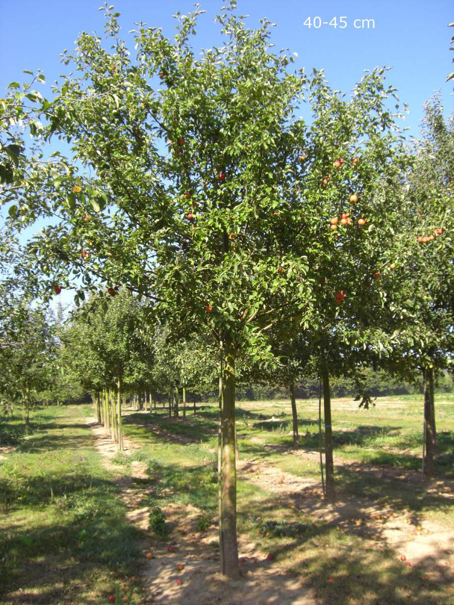 Apfel: Geheimrat Dr. Oldenburg