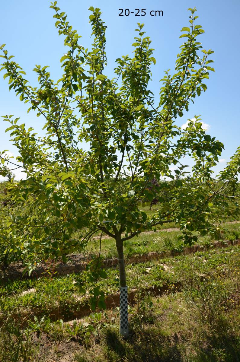 Apfel: Geheimrat Dr. Oldenburg