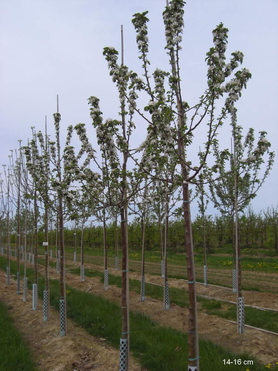 Apfel: Geheimrat Dr. Oldenburg