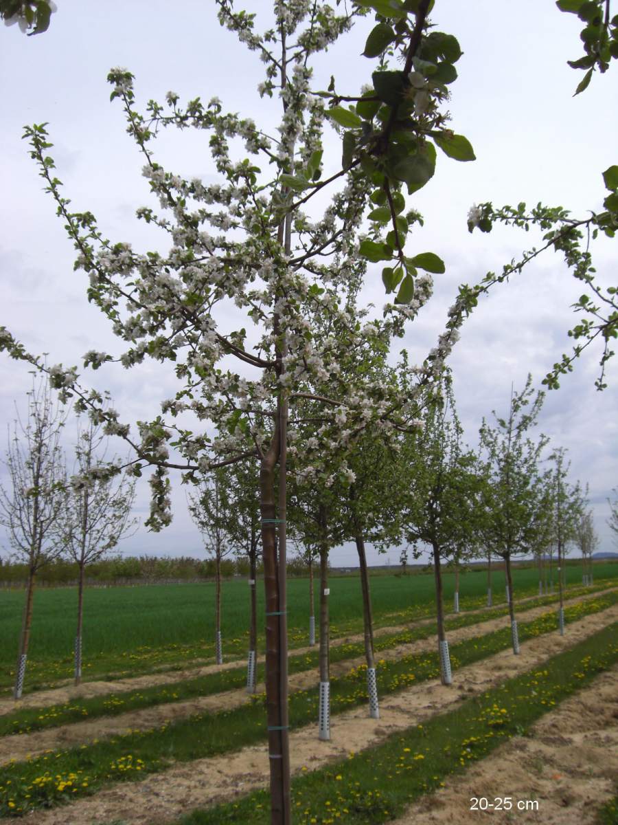 Apfel: Geheimrat Dr. Oldenburg