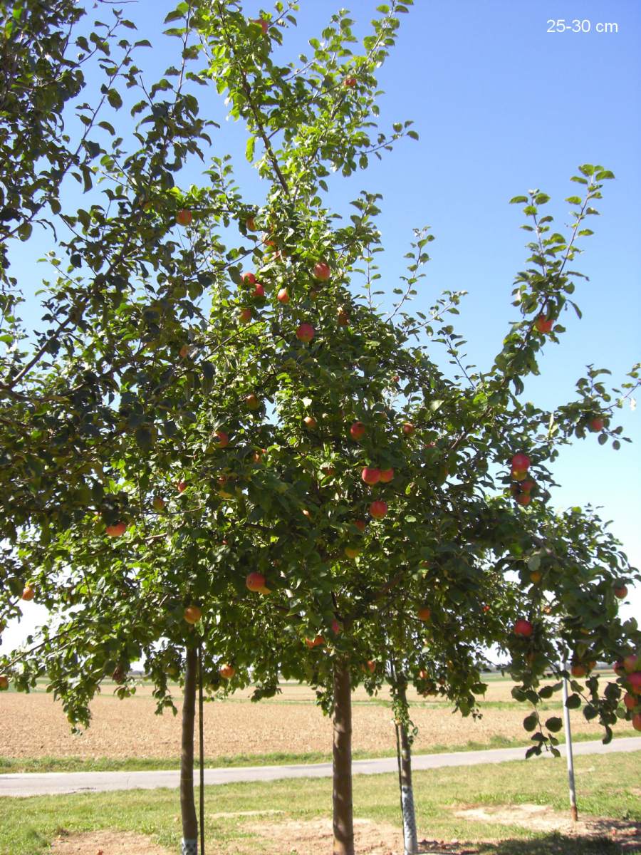 Apfel: Geheimrat Dr. Oldenburg