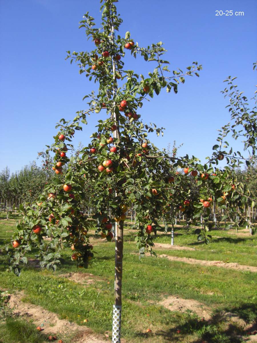 Apfel: Geheimrat Dr. Oldenburg