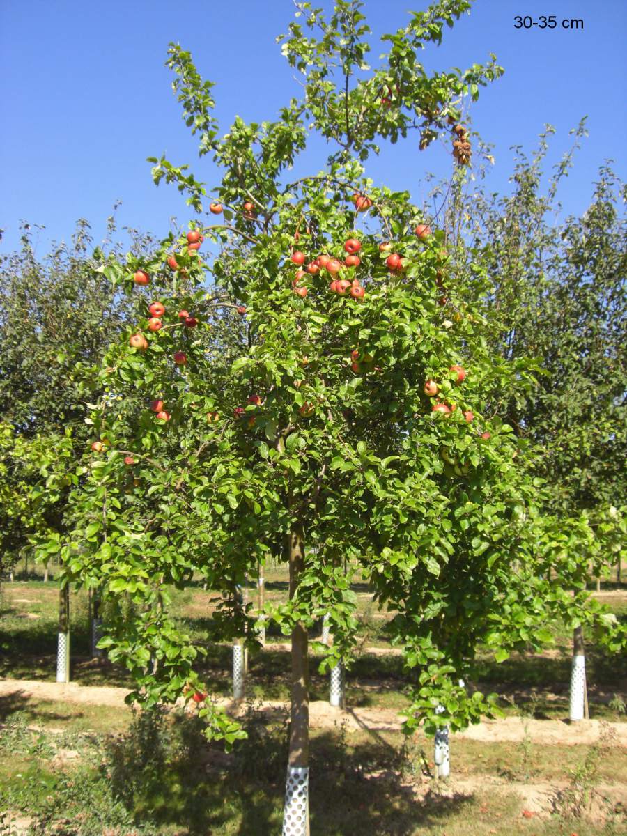 Apfel: Geheimrat Dr. Oldenburg