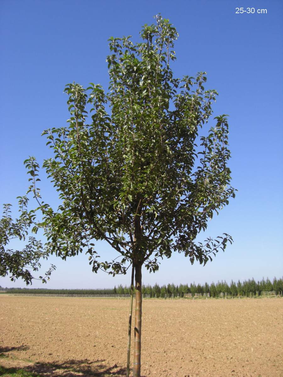 Apfel: Weißer Winterglockenapfel