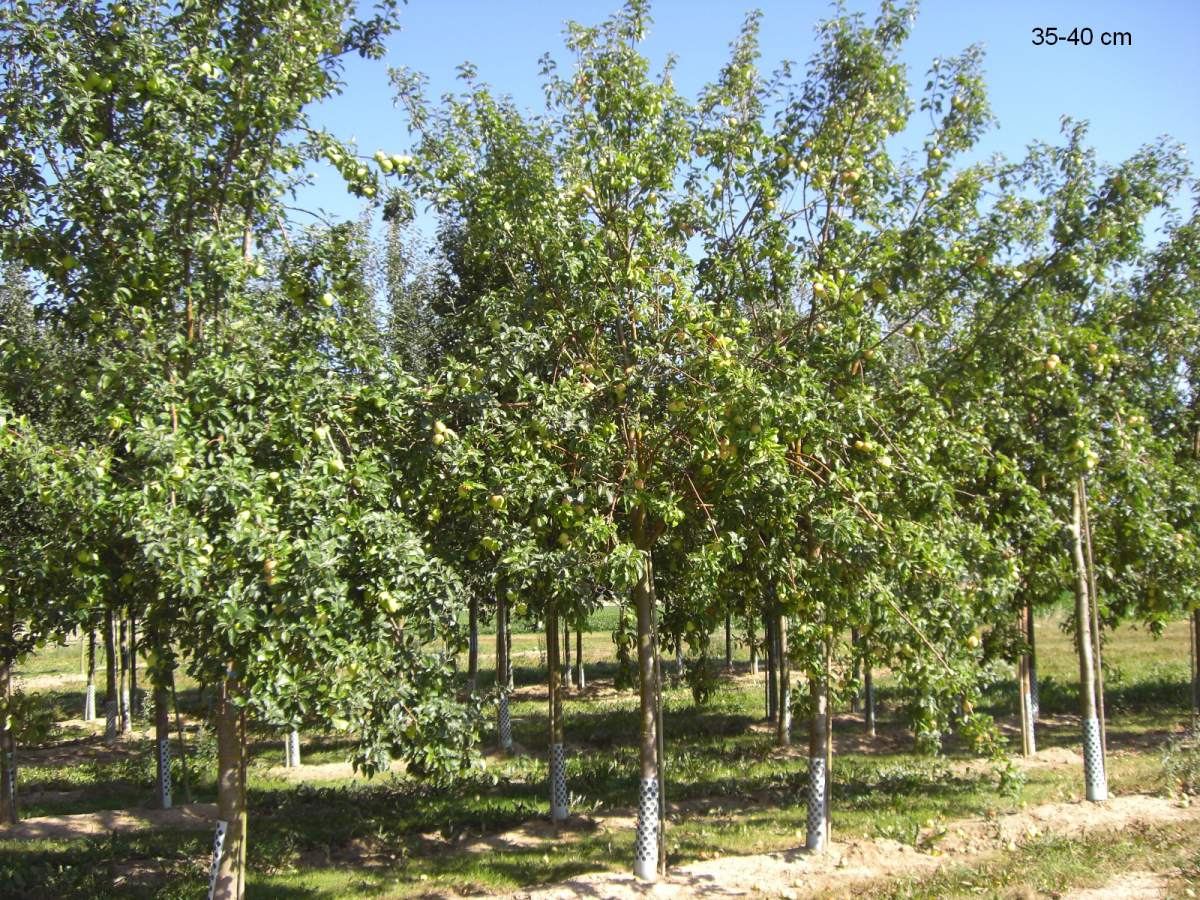 Apfel: Weißer Winterglockenapfel