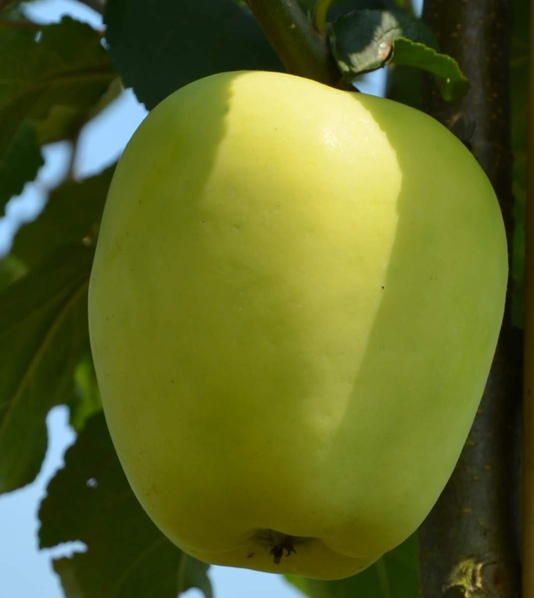 Apfel: Weißer Winterglockenapfel