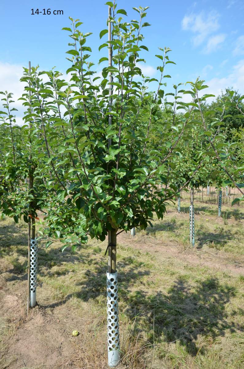 Apfel: Weißer Winterglockenapfel