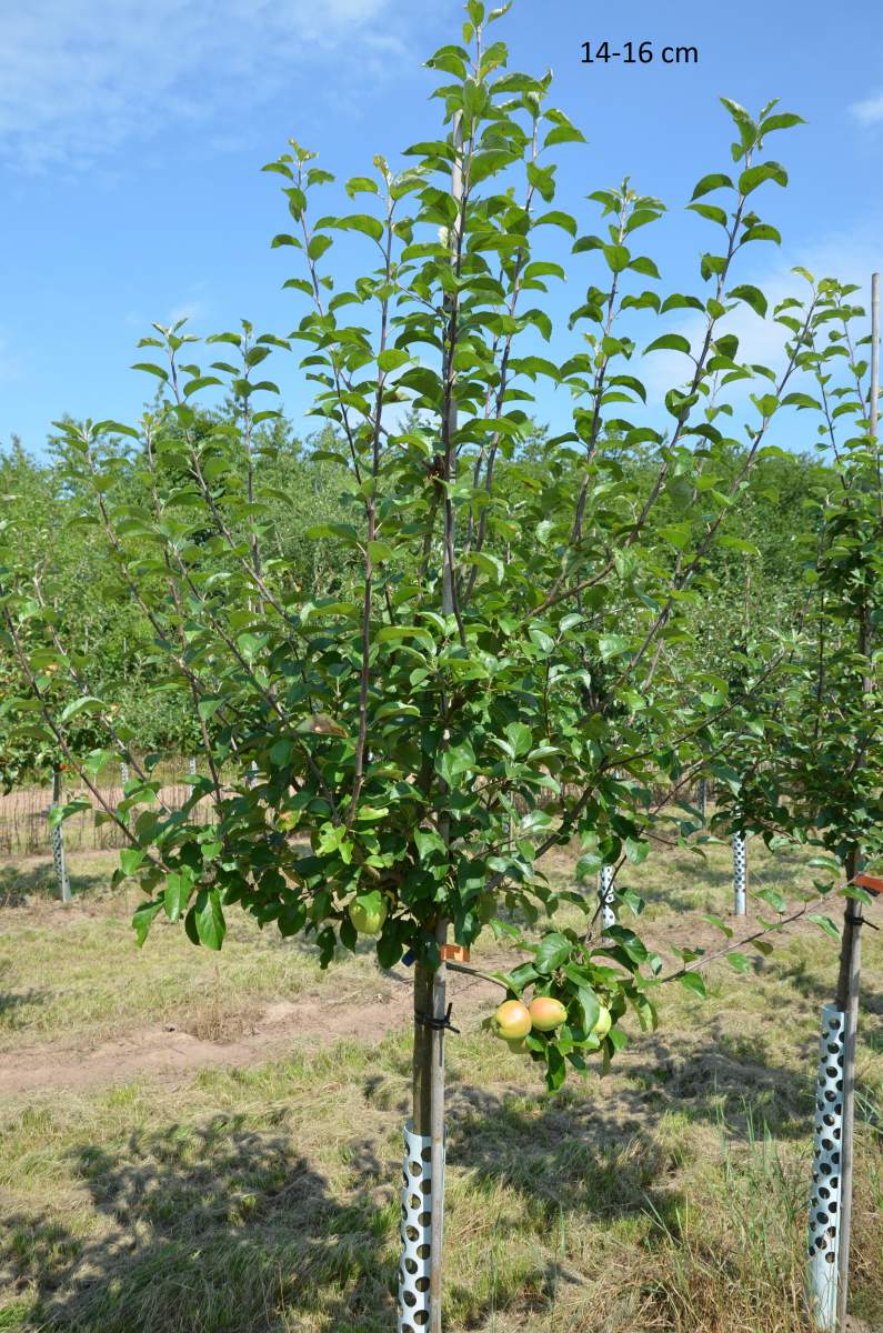 Apfel: Weißer Winterglockenapfel