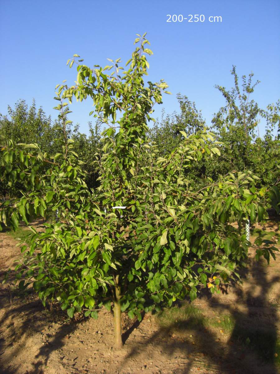 Apfel: Weißer Klarapfel