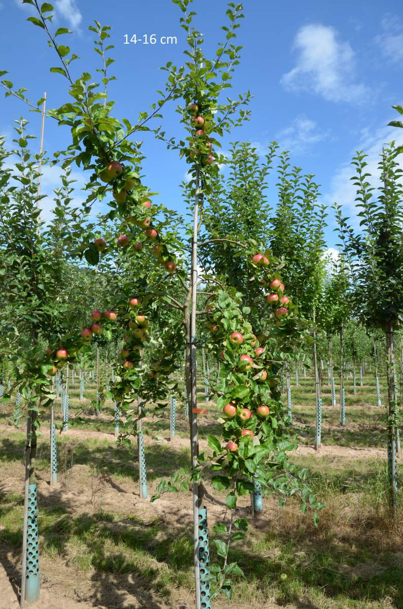 Apfel: Prinz Albrecht von Preußen