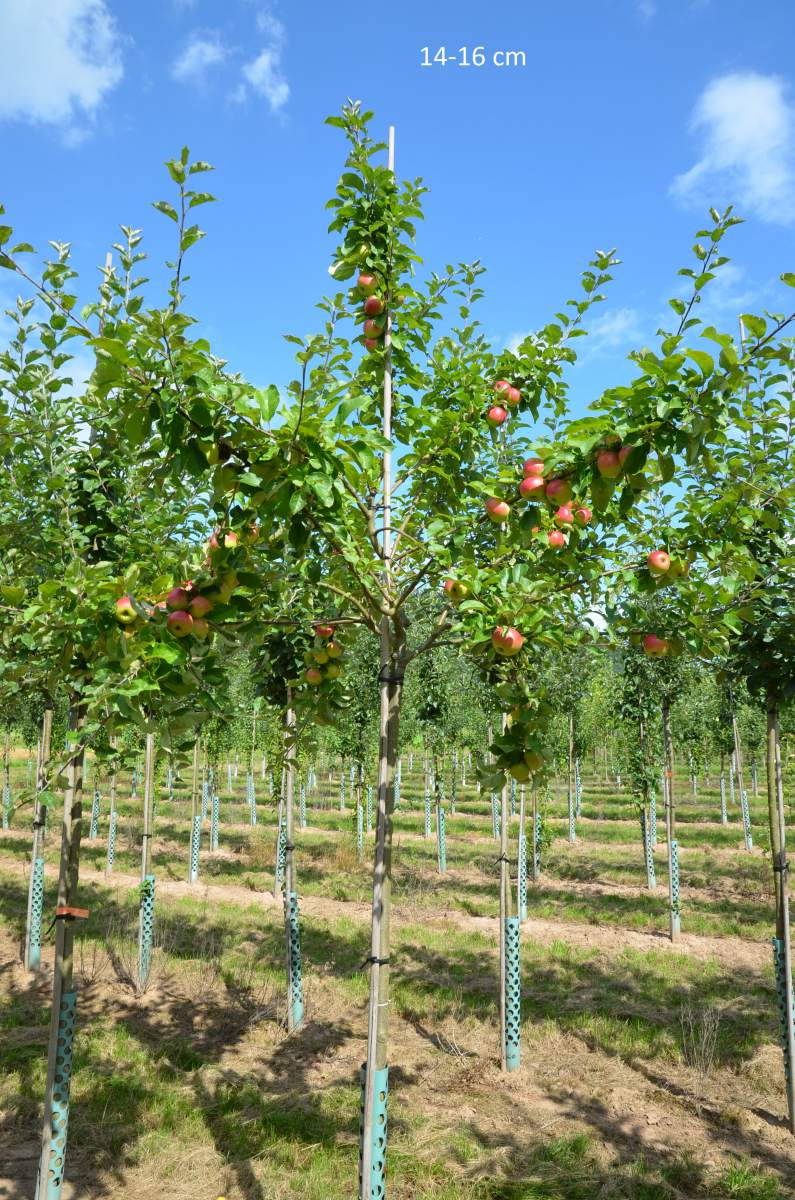 Apfel: Prinz Albrecht von Preußen