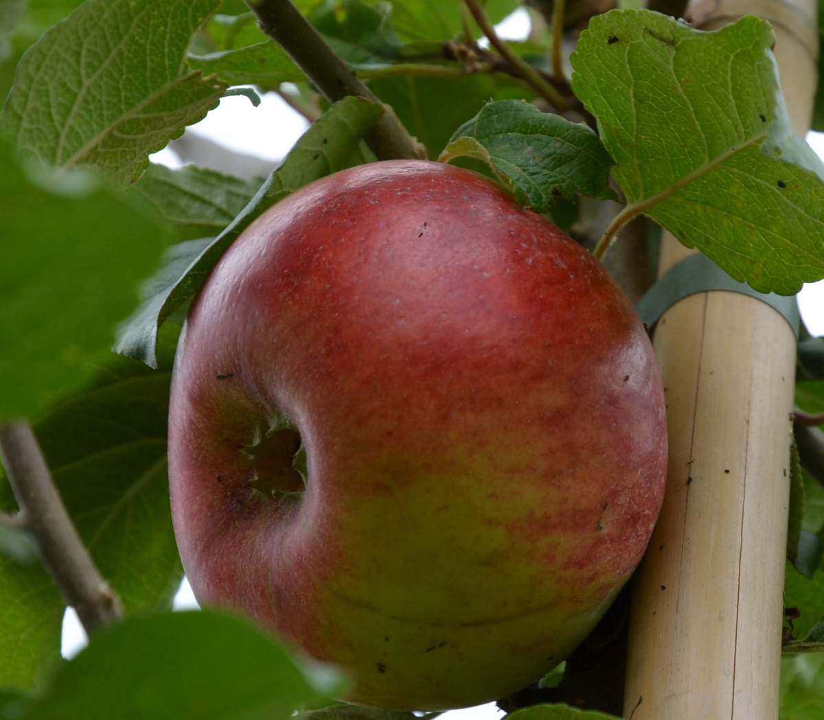 Apfel: Prinz Albrecht von Preußen