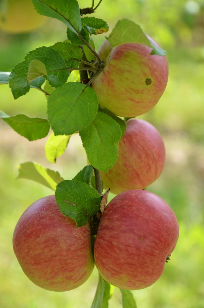 Apfel: Alkmene