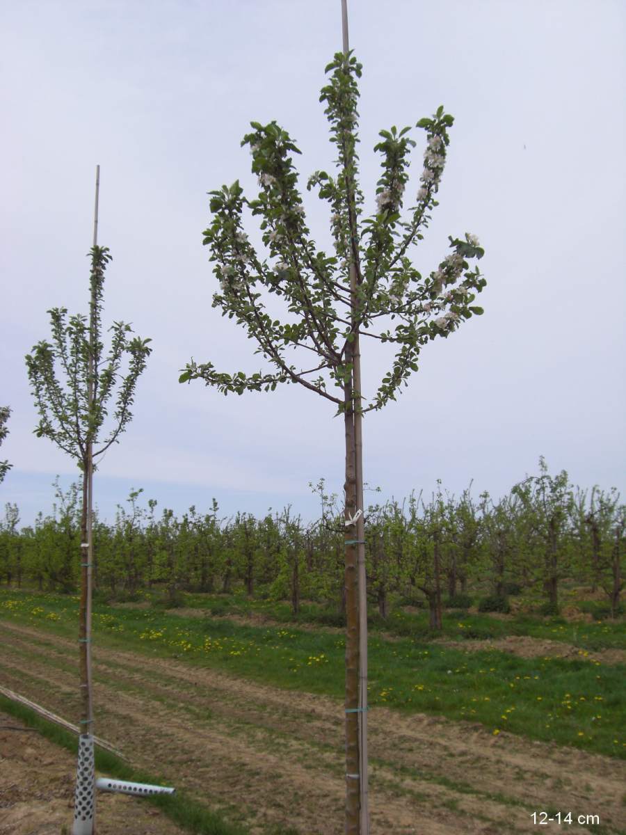 Apfel: Rote Alkmene