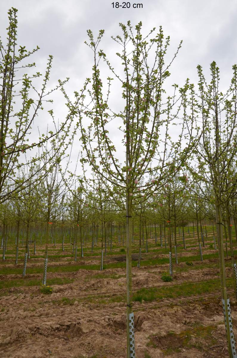 Apfel: Rote Alkmene