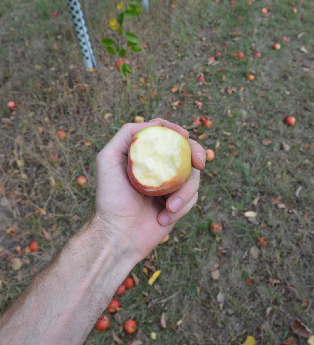 Apfel: Geheimrat Dr. Oldenburg