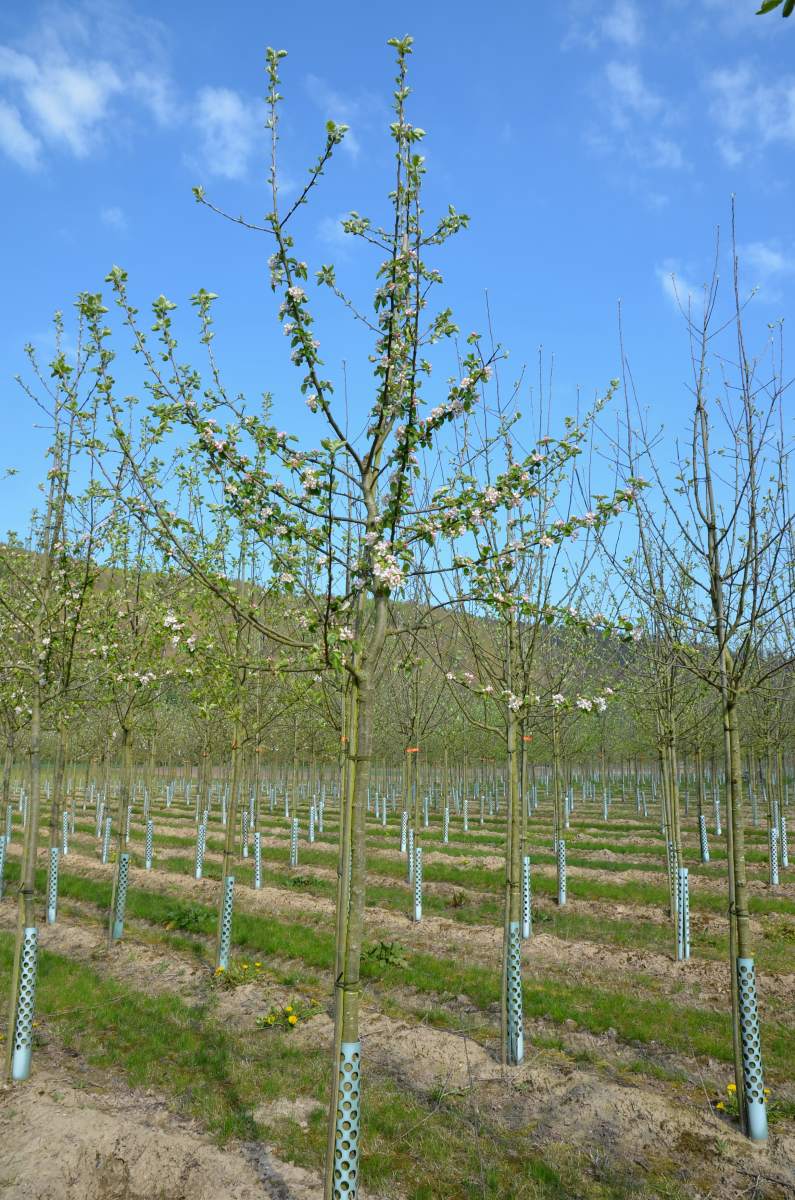 Apfel: Geheimrat Dr. Oldenburg