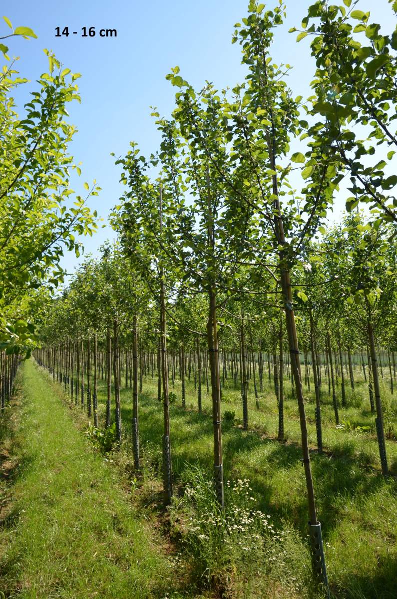 Apfel: Hessische Tiefenblüte