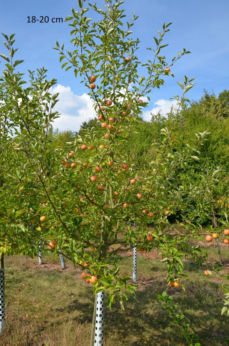 Apfel: Rubinette