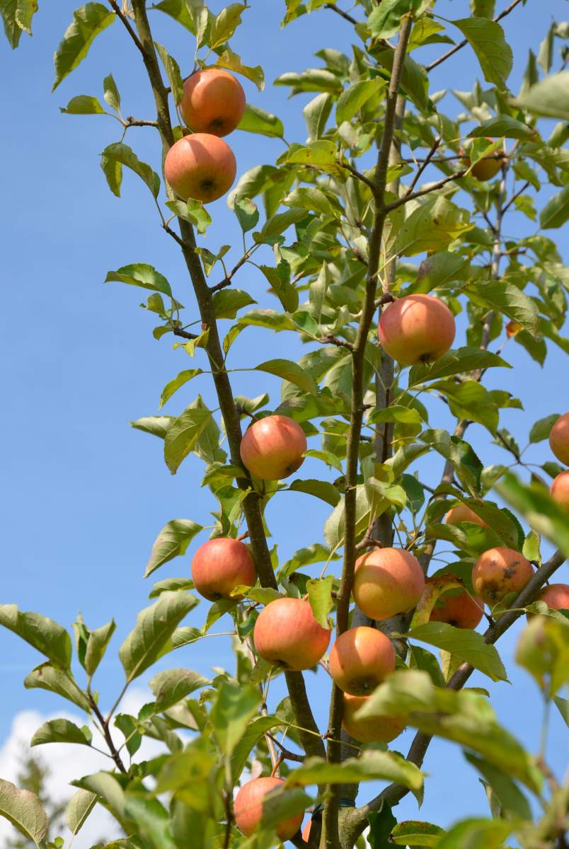 Apfel: Rubinette