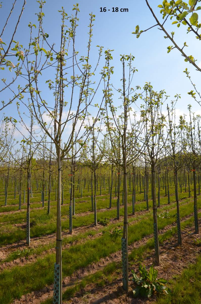 Apfel: Weißer Winterglockenapfel