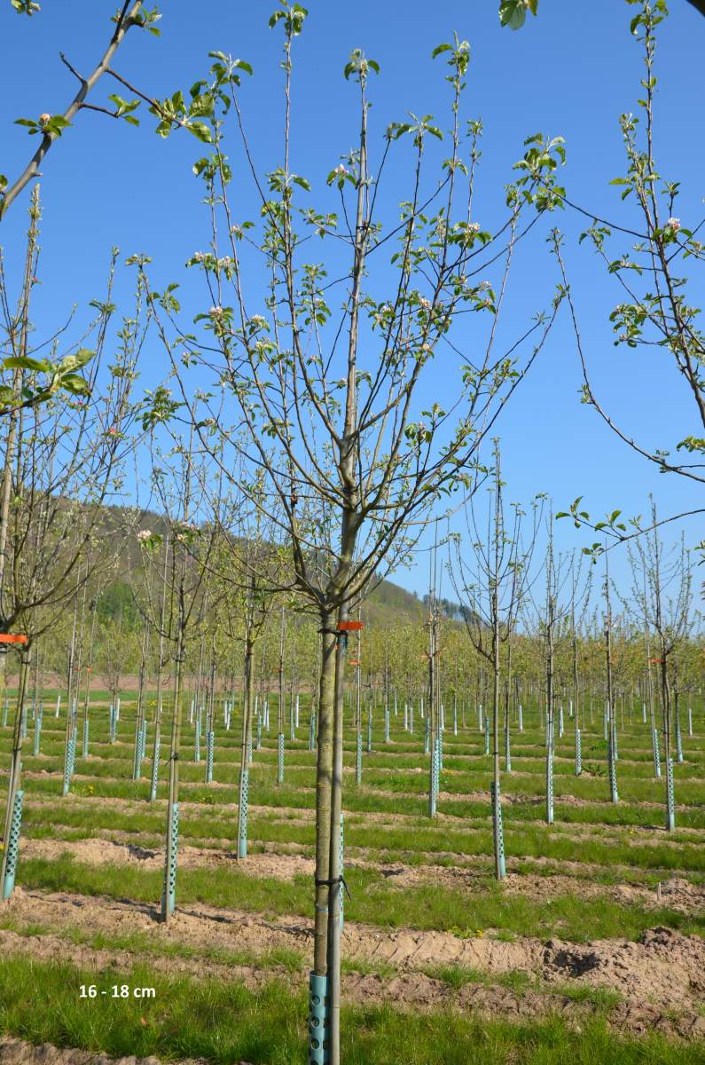 Apfel: Weißer Winterglockenapfel