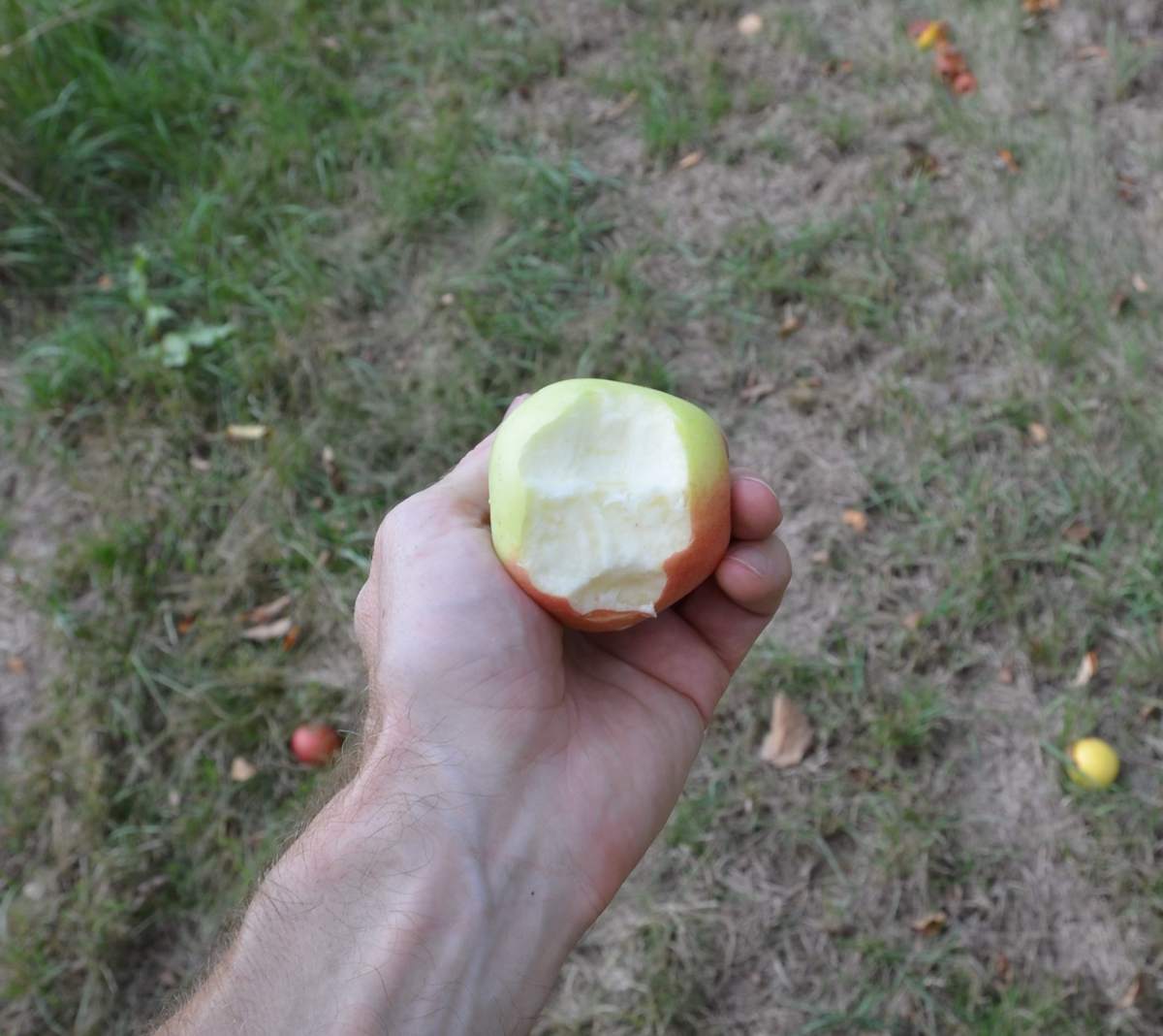 Apfel: Weißer Winterglockenapfel