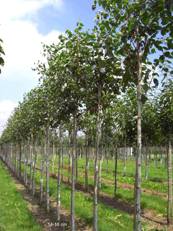 Gelbe Pflaume Rheingold großer Baum kaufen