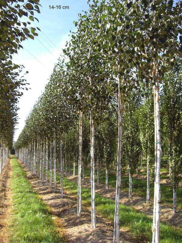 Gelbe Pflaume Rheingold großer Baum kaufen